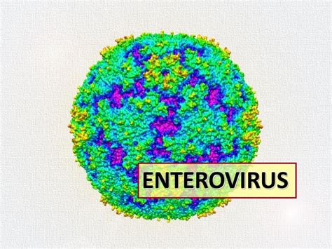 Enterovirus – Wikipedie.